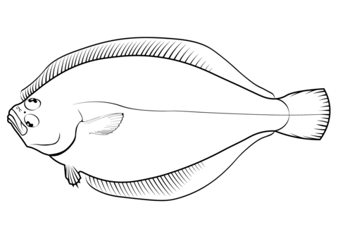 Pacific Sanddab (Citharichthys Sordidus) Coloring Page